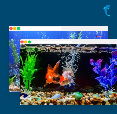 Australia’s Aquarium Fish Market