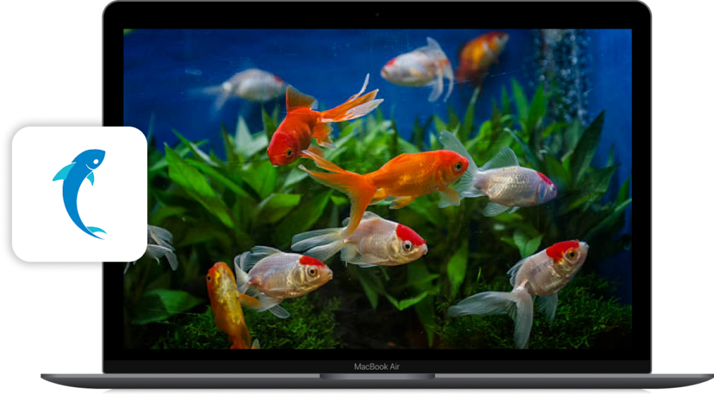 Australia’s Aquarium Fish Market